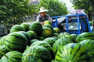 郑州高新区吃瓜
